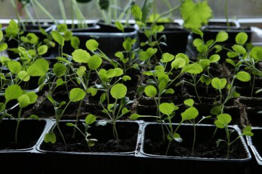 Pencere kenarındaki konteynırlarda taze sebze filizleri. Bitkiler baharda kapalı alanda filizlenir.. 
