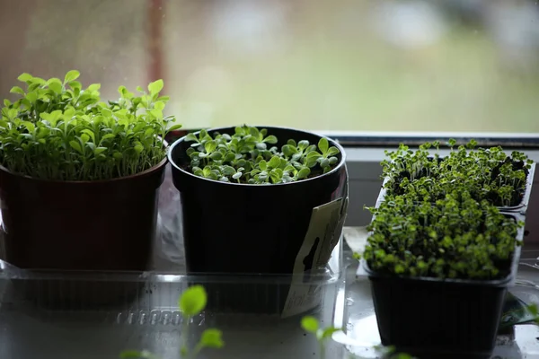 Young Aster Flower Turnip Seedlings Pots Windowsill Flower Vegetable Sprouts — Stock Photo, Image