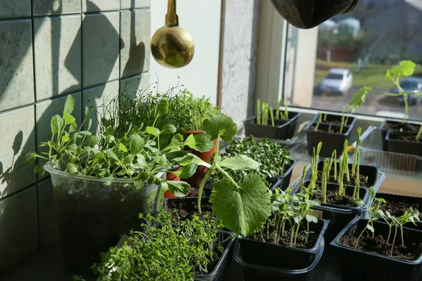 Mudas Legumes Jovens Vasos Peitoril Janela Plantas Mudas Broto Crescendo — Fotografia de Stock