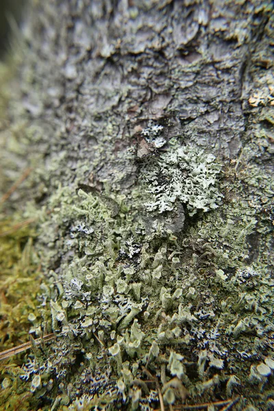 木の樹皮に成長した苔と地衣類 自然の美しさの森の質感の背景 — ストック写真