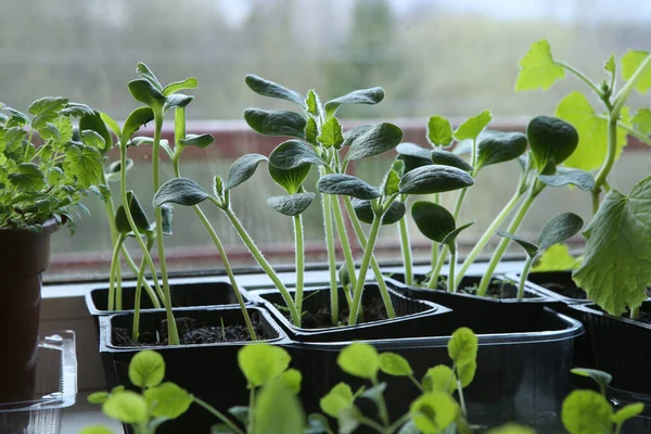 Verdura Jovem Pattypan Abóbora Mudas Potes Peitoril Janela Plantas Mudas — Fotografia de Stock