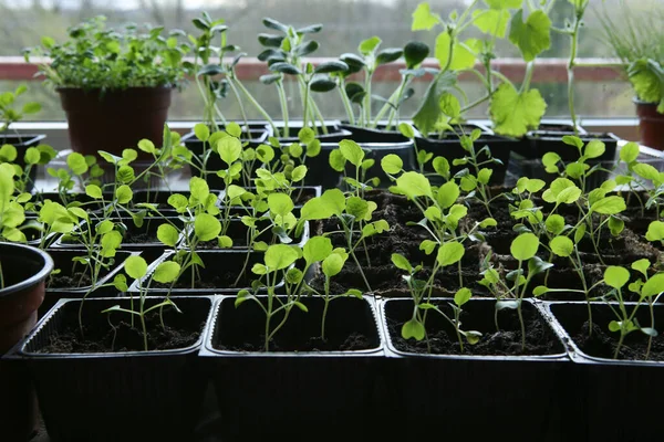 Young Brussels sprouts and other vegetable seedlings in containers on windowsill. Plants sprout seedlings growing indoor in spring.