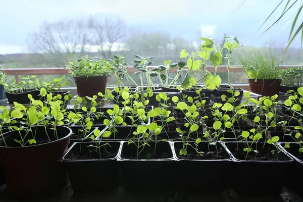 Young Brussels sprouts and other vegetable seedlings in containers on windowsill. Plants sprout seedlings growing indoor in spring.