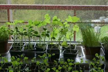 Genç sebze ezmesi, kabak, pırasa, ayçiçeği, pencere kenarındaki saksılarda Brüksel filizleri. Kapalı alanda büyüyen bitkiler filizlenir. İlkbaharda yağmur damlaları ile birlikte.. 