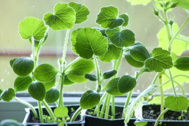 Pencere kenarındaki saksılarda taze sebze ezmesi fideleri. Bitkiler baharda kapalı alanda filizlenir.. 