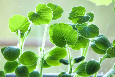 Pencere kenarındaki saksılarda taze sebze ezmesi fideleri. Bitkiler baharda kapalı alanda filizlenir.. 