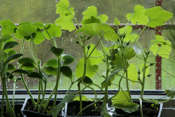 Pattypan Jovem Vegetal Abóbora Mudas Abobrinha Recipientes Peitoril Janela Plantas — Fotografia de Stock