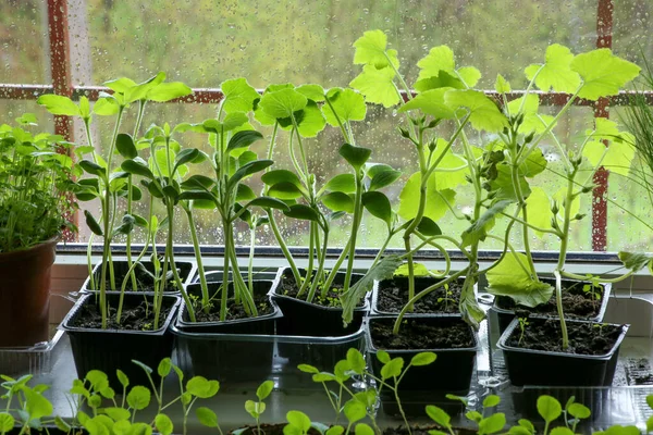 Abóbora Pattypan Legumes Jovem Abobrinha Mudas Broto Bruxelas Vasos Peitoril — Fotografia de Stock