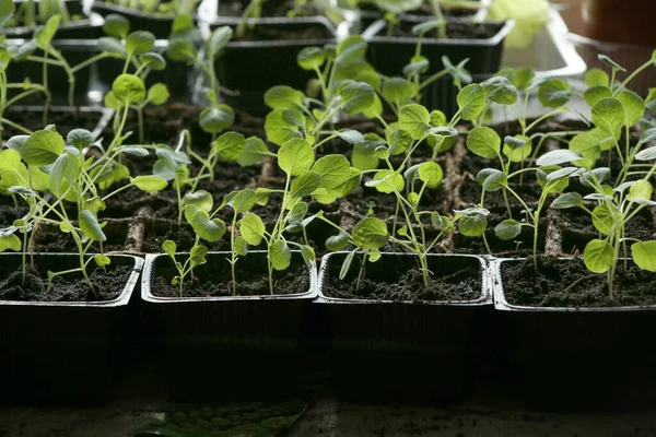 Young vegetable Brussels sprout seedlings in containers on windowsill. Plants sprout seedlings growing indoor in spring.