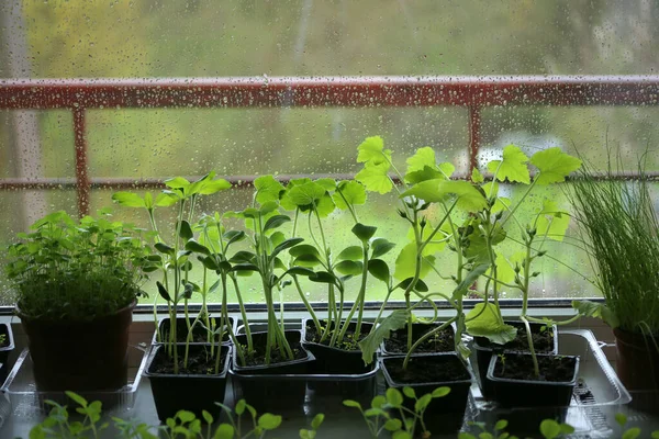 Abóbora Pattypan Legumes Jovem Abobrinha Pastinaca Mudas Alho Porro Potes — Fotografia de Stock