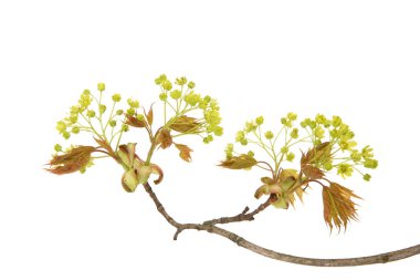 Akçaağaç çiçekleri beyaz arka planda izole edilmiş. Çiçek açan akçaağaç dalı. 
