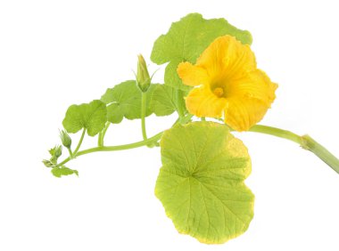 Çiçekli kabak beyaz arka planda izole edilmiş. Çiçek ve taze sebze kabağı yaprakları..