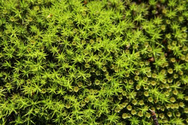 Orman yosunları. Doğa güzelliği deseni. Yeşil yosun dokusuna yakın çekim, üst görünüm.