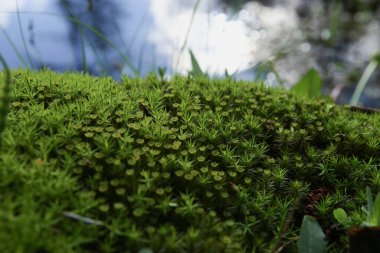 Orman yosunları. Doğa güzelliği deseni. Suyun yakınındaki yeşil yosun dokusuna yakın çekim.