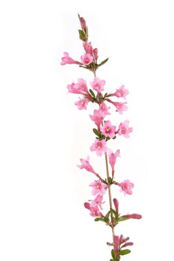 Weigela şubesi beyaz arka planda izole edildi. Baharda çiçek açan Weigela Florida çalısı.