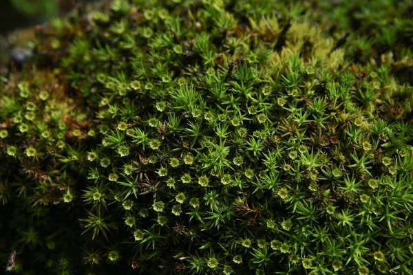 Forest Moss Background Nature Beauty Pattern Closeup Green Moss Texture — Stock Photo, Image