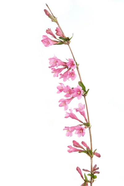 Weigela Elszigetelt Fehér Háttérrel Virágzó Virága Weigela Florida Cserje Tavasszal — Stock Fotó
