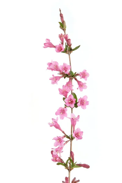 Weigela Gren Isolerad Vit Bakgrund Blommande Blommor Weigela Florida Buske — Stockfoto