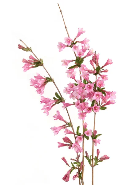 Weigela Grenar Isolerade Vit Bakgrund Blommande Blommor Weigela Florida Buske — Stockfoto