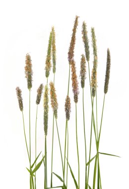 Yaygın çimenler, sivri çiçekler, beyaz arka planda izole edilmiş yabani çayır bitkileri. Çiçek açan yabani otlar. Soyut taze yabani ot çiçekleri, otlar.