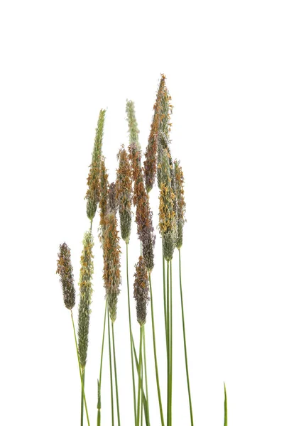 Vanliga Böjda Gräs Spikelet Blommor Vilda Ängsväxter Isolerade Vit Bakgrund — Stockfoto