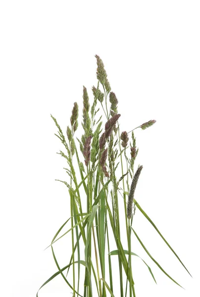 Gewone Gebogen Grassen Aardebloem Wilde Weideplanten Geïsoleerd Witte Achtergrond Abstract — Stockfoto