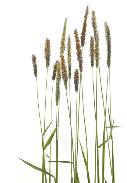 Common Bent Grasses Spikelet Flowers Wild Meadow Plants Isolated White — Stock Photo, Image