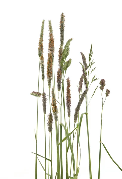 Vanliga Böjda Gräs Spikelet Blommor Vilda Ängsväxter Isolerade Vit Bakgrund — Stockfoto