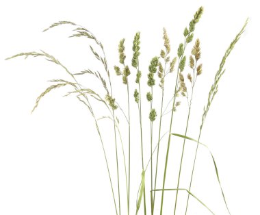 Çimenler sivri uçlu çiçekler beyaz arka planda izole edilmiş yabani çayır bitkileri. Soyut taze yabani ot çiçekleri, otlar.