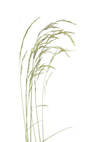 Bent Grasses Spikelet Flowers Wild Meadow Plants Isolated White Background — Stock Photo, Image