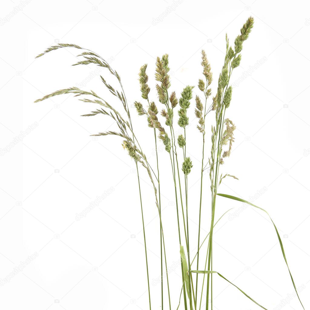 Bent grasses spikelet flowers wild meadow plants isolated on white background. Abstract fresh wild grass flowers, herbs.