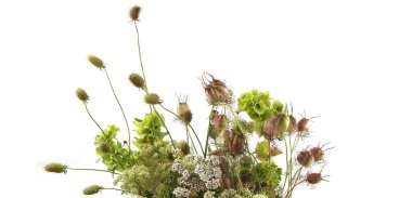 Bahçe çiçekleri yaz sonlarında beyaz arka planda izole edilmiş. Tohum başlıklı çiçekler çiçek açtıktan sonra solda. 