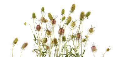 Bahçe çiçekleri yaz sonlarında beyaz arka planda izole edilmiş. Tohum başlıklı çiçekler çiçek açtıktan sonra solda. 