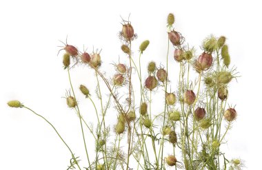 Bahçe çiçekleri yaz sonlarında beyaz arka planda izole edilmiş. Tohum başlıklı çiçekler çiçek açtıktan sonra solda. 
