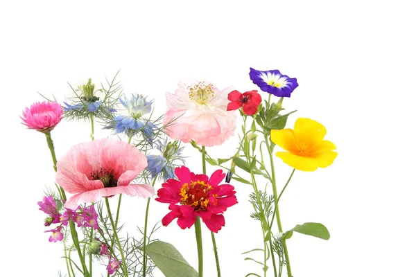 Цветущие Садовые Цветы Изолированы Белом Фоне Студийный Снимок Разноцветных Цветов — стоковое фото