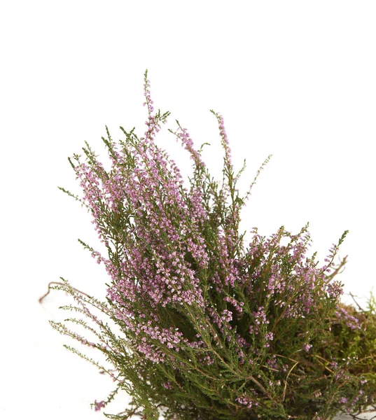 Planta Con Flores Calluna Aislada Sobre Fondo Blanco Arbusto Flores — Foto de Stock