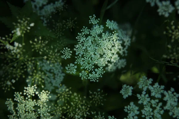 Floral Pattern Ground Elder Plant Background Gros Plan Fleurs Sauvages — Photo