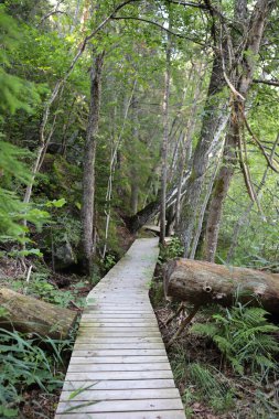 Ormanda ahşap geçit. Norveç, Oslo 'da göl kıyısında tahta yol..