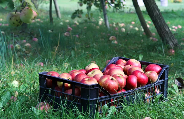 Boîte pleine de pommes — Photo