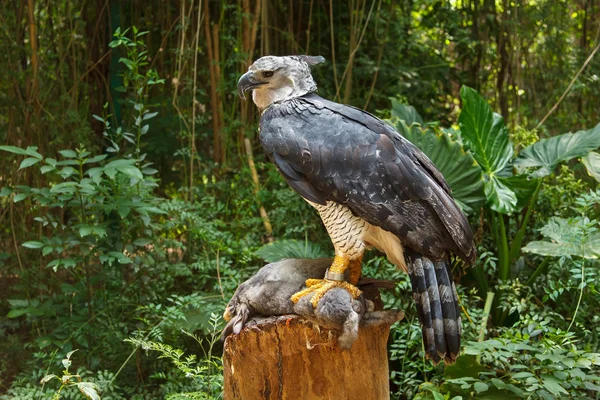 Águila arpía comiendo — Foto de Stock