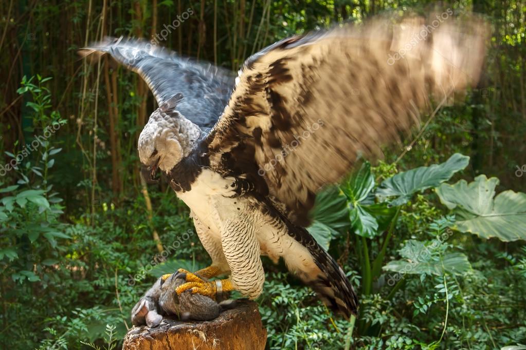 Harpy Eagle Eats Sloth