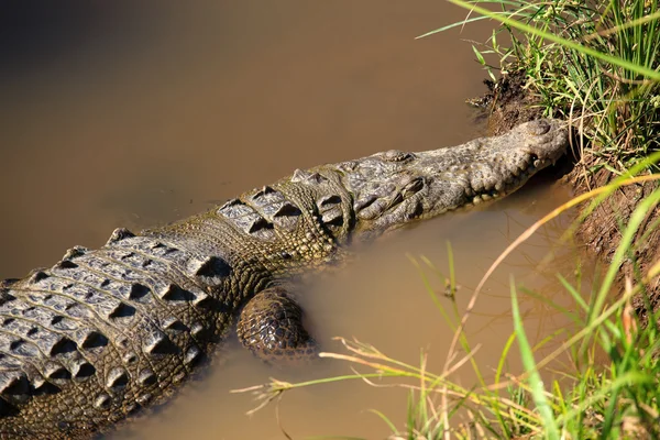 Krokodil — Stockfoto