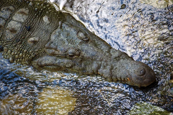 Crocodilo — Fotografia de Stock