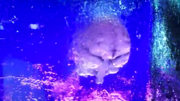 Замороженный человеческий мозг внутри вращающегося куба льда. Бесшовный трехмерный рендер — стоковое видео