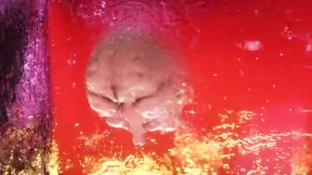 Um cérebro humano congelado dentro de um cubo de gelo giratório. Laço sem costura 3d render — Vídeo de Stock