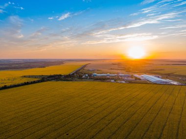 Güneşli bir günde ayçiçeği tarlası. Kuş bakışı görünüm.