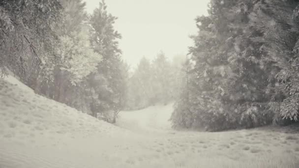 Nevicate invernali nella foresta, dolce bella mattina di Natale innevata con neve che cade. Paesaggio invernale. Alberi e sentieri innevati. Nebbia. Animazione loop 3D ultra realistica senza soluzione di continuità — Video Stock