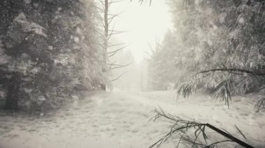 Ormanda kar yağışı, yağan karla birlikte güzel, güzel bir Noel sabahı. Kış manzarası. Noel arkaplanı. Karla kaplı ağaçlar. Sis. Ultra gerçekçi 3D kusursuz döngü animasyonu