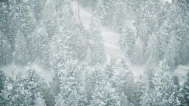 Ormanda kar yağışı, yağan karla birlikte güzel, güzel bir Noel sabahı. Kış manzarası. Noel arkaplanı. Karla kaplı ağaçlar. Sis. Ultra gerçekçi 3D kusursuz döngü animasyonu