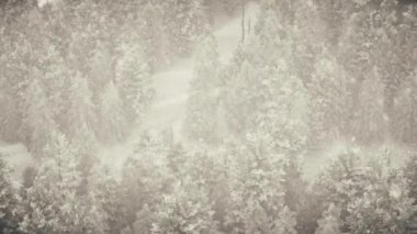 Ormanda kar yağışı, yağan karla birlikte güzel, güzel bir Noel sabahı. Kış manzarası. Noel arkaplanı. Karla kaplı ağaçlar. Sis. Ultra gerçekçi 3D kusursuz döngü animasyonu